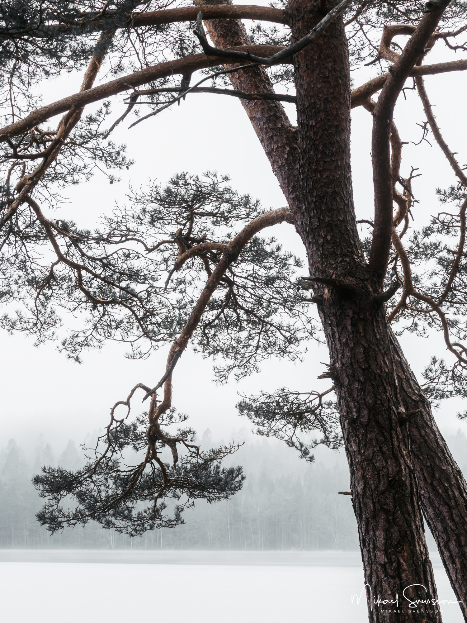 Tallar vid Finnsjön, Härryda kommun.