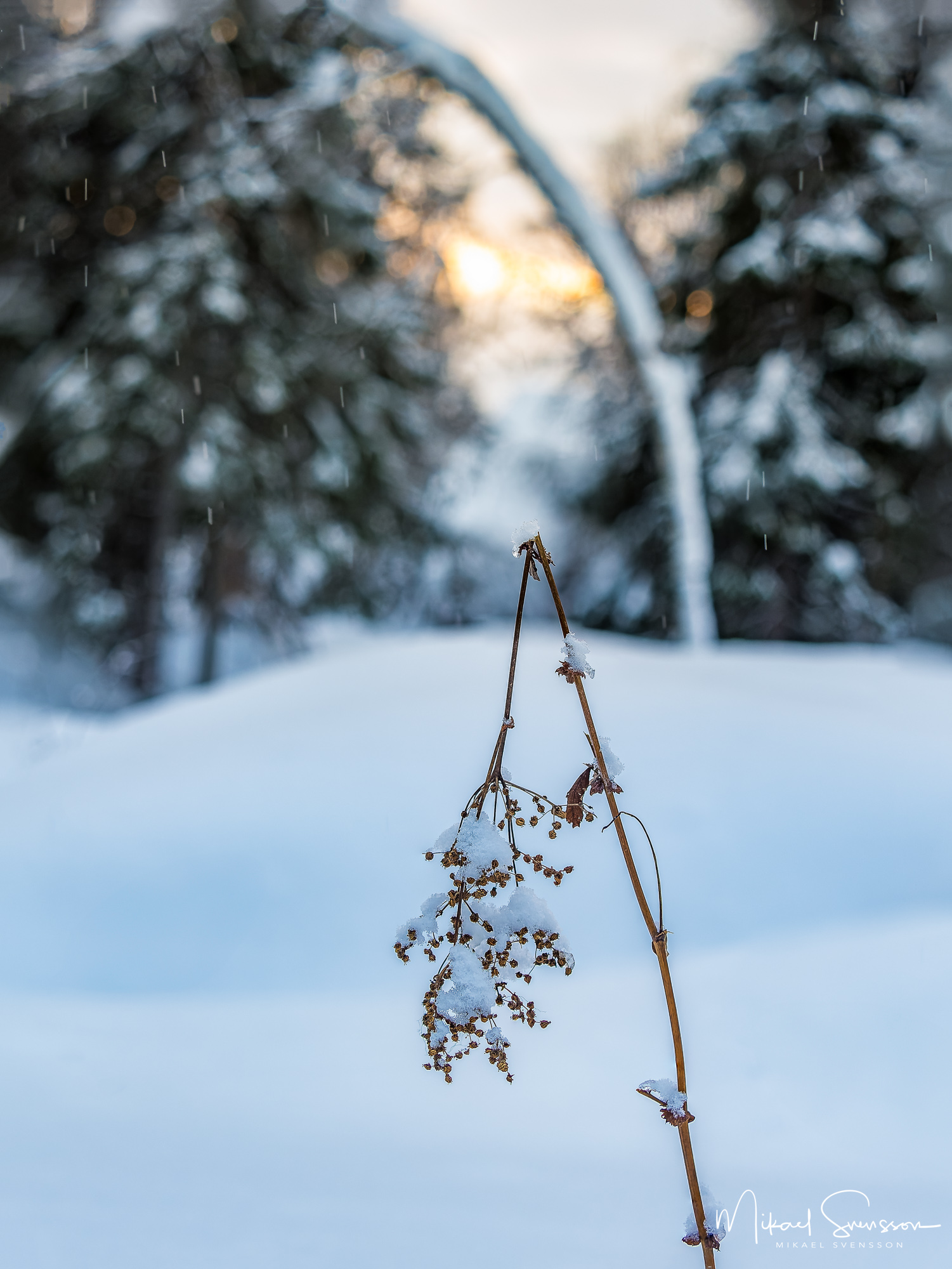 Storsätern, Dalarna.