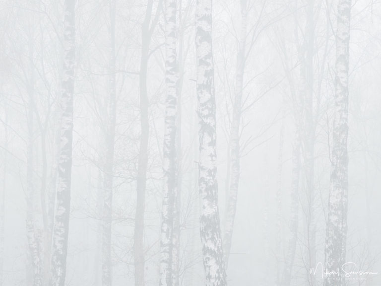 Dimma i Balltorpsskogen, Mölndal.