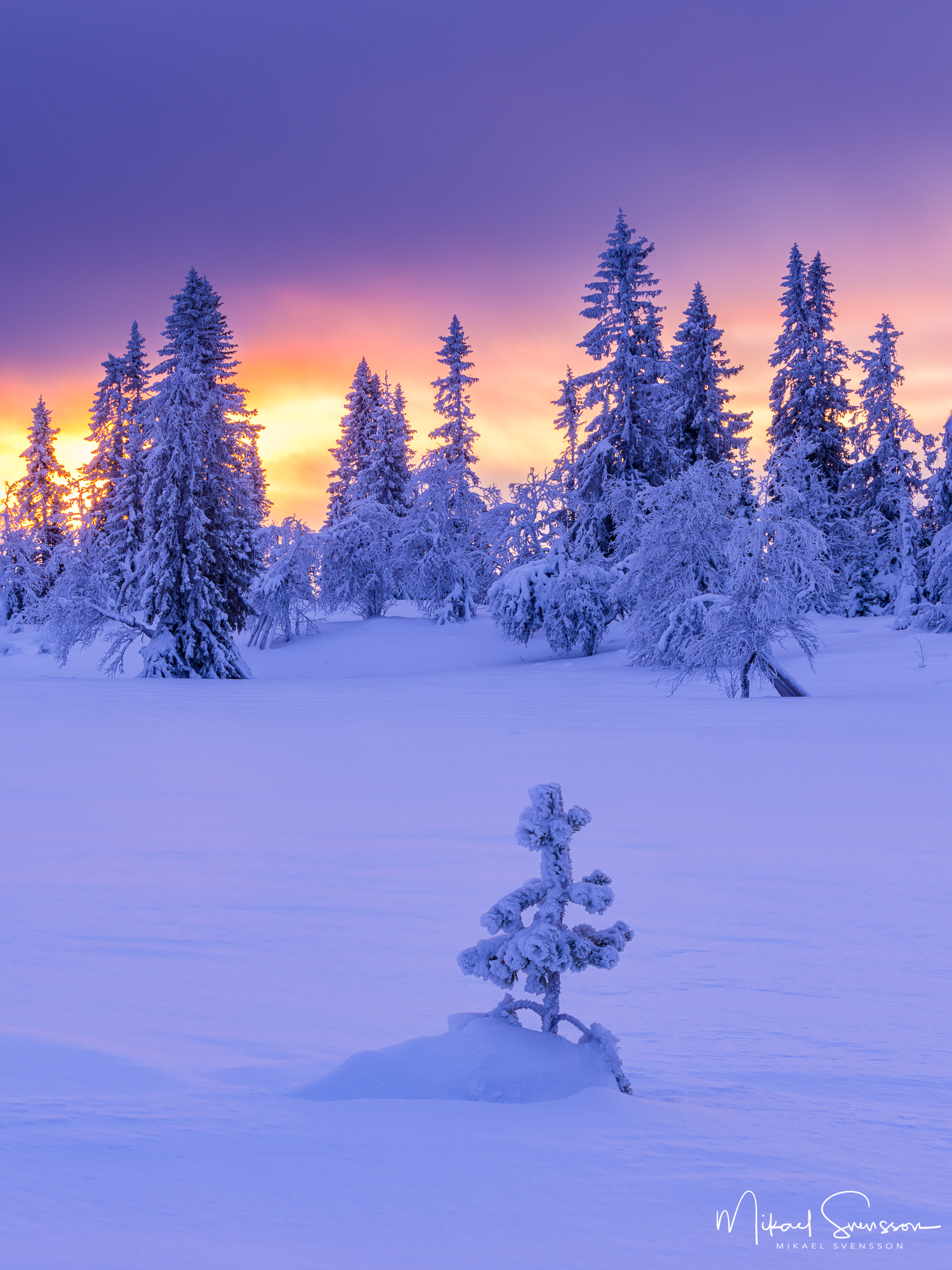 Vinterskog i Lofsdalsfjällen, Härjedalen.