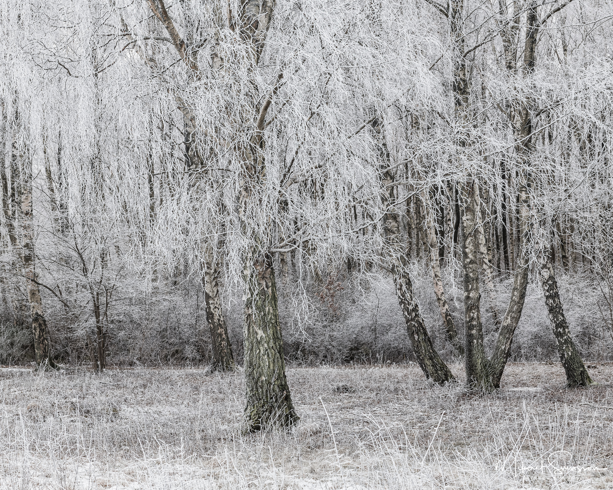 Rimfrost i vinterskog på skärgårdsön Hönö.
