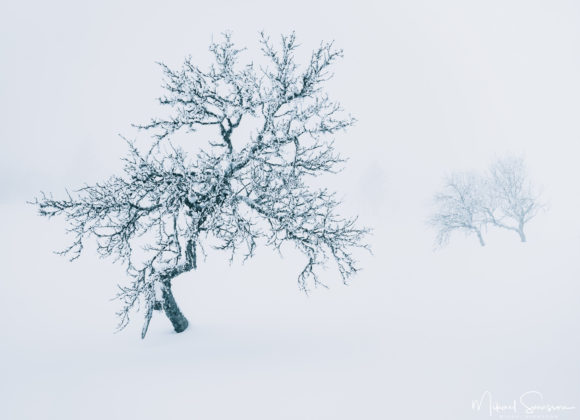 Fjällbjörk i dimma vid Grövelsjöfjällen, Dalarna.