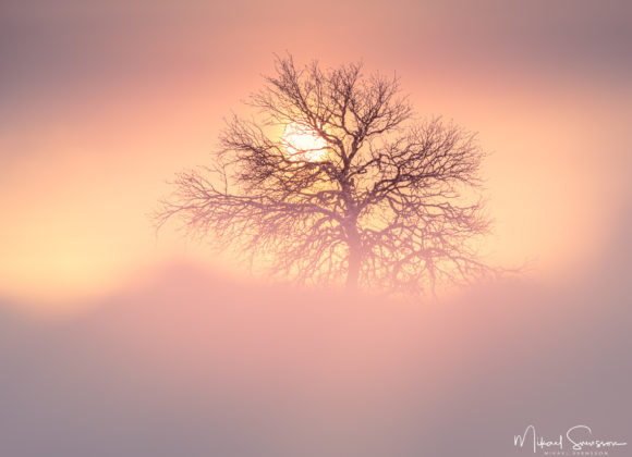 Fjällbjörk i solnedgång vid Lövåsen, Grövelsjöfjällen.