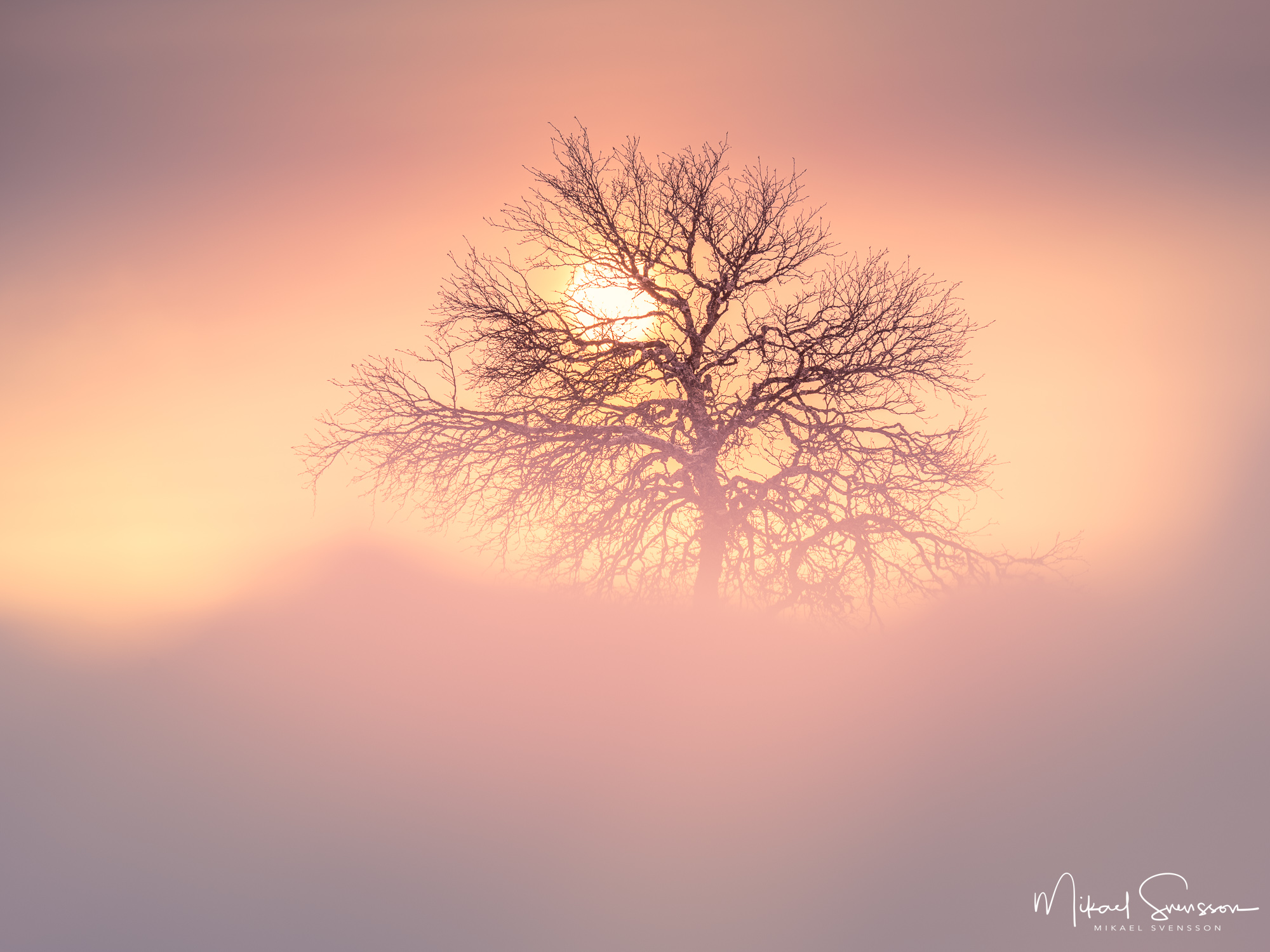 Fjällbjörk i solnedgång vid Lövåsen, Grövelsjöfjällen.