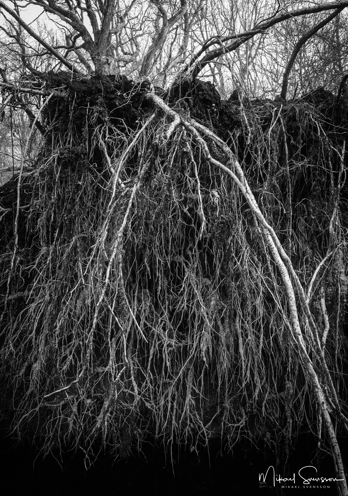 Rotvälta i Rya skog Naturreservat, Göteborg.