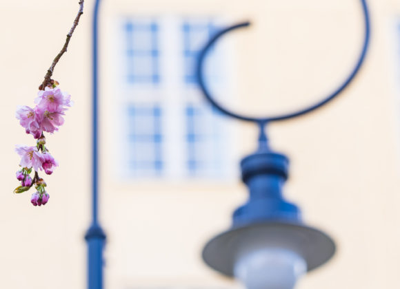 Seminarieparken i Göteborg. Foto: Mikael Svensson