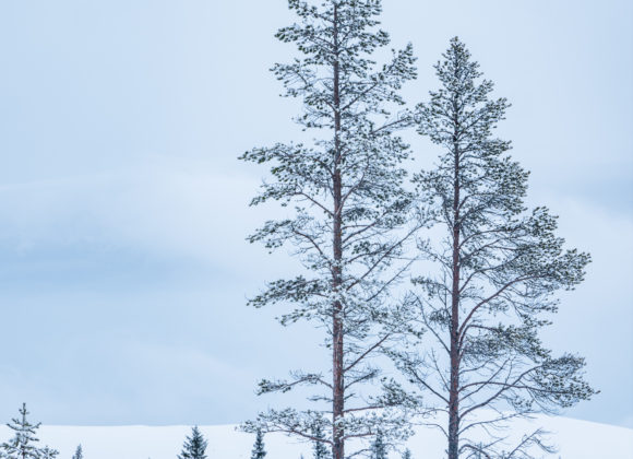 Grövelsjöfjällen i vinterskrud, Dalarna.