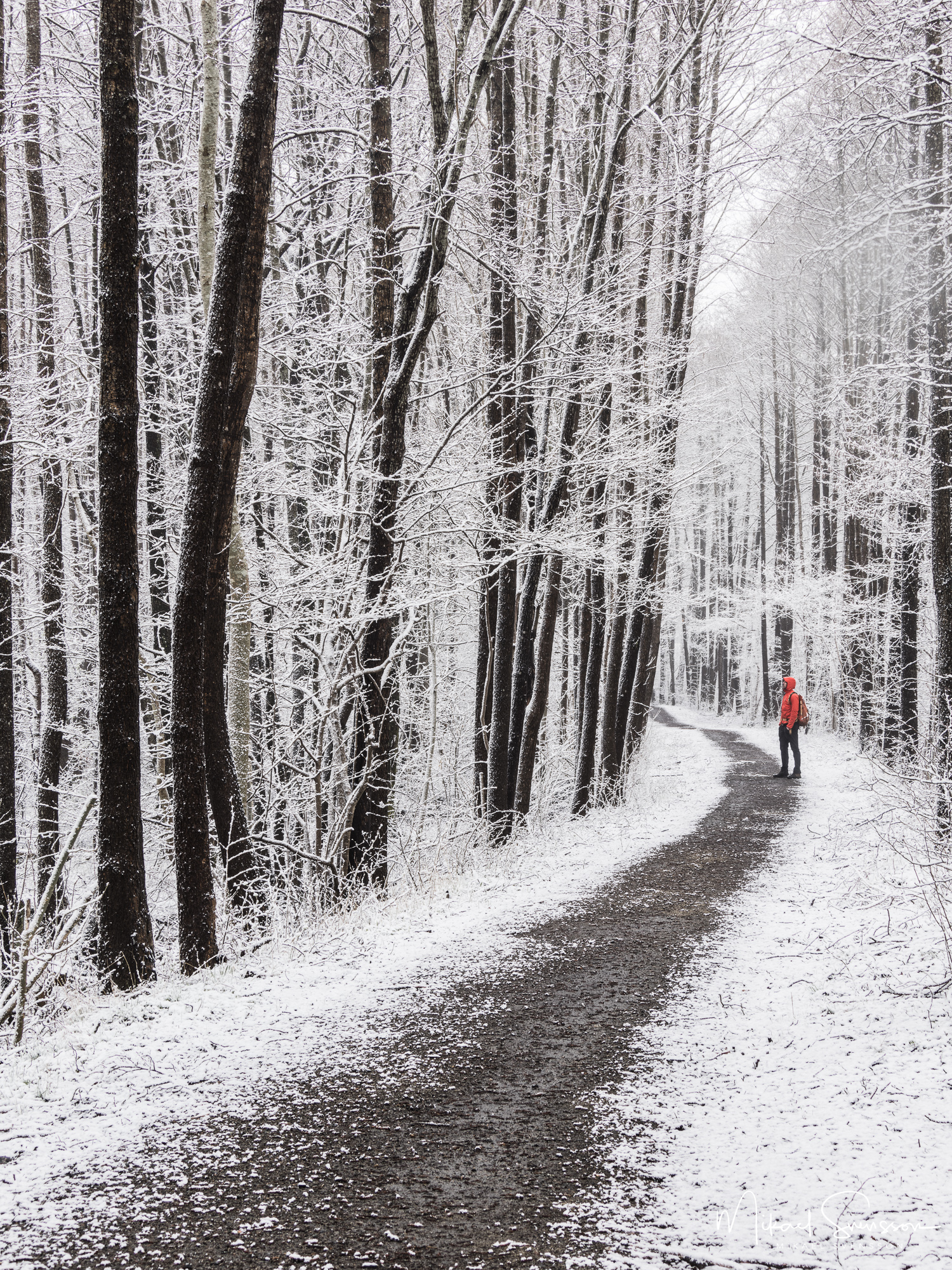 Vinterpromenad i Rådasjöns naturreservat, Härryda kommun.