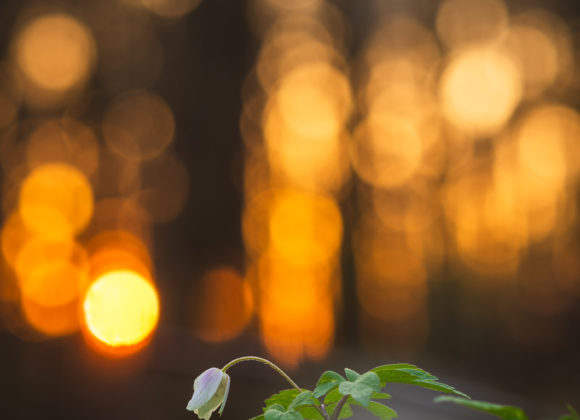 Vitsippa i solnedgång vid Rådasjöns naturreservat