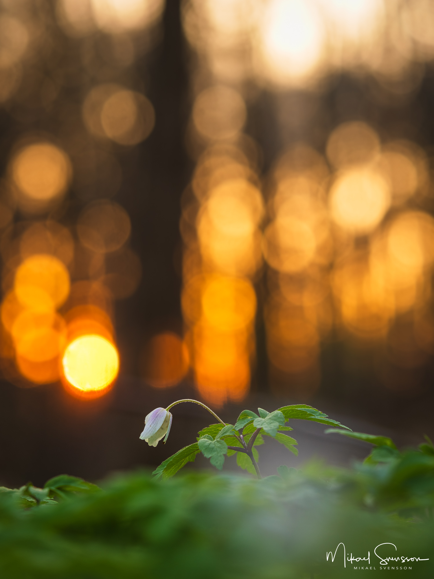 Vitsippa i solnedgång vid Rådasjöns naturreservat