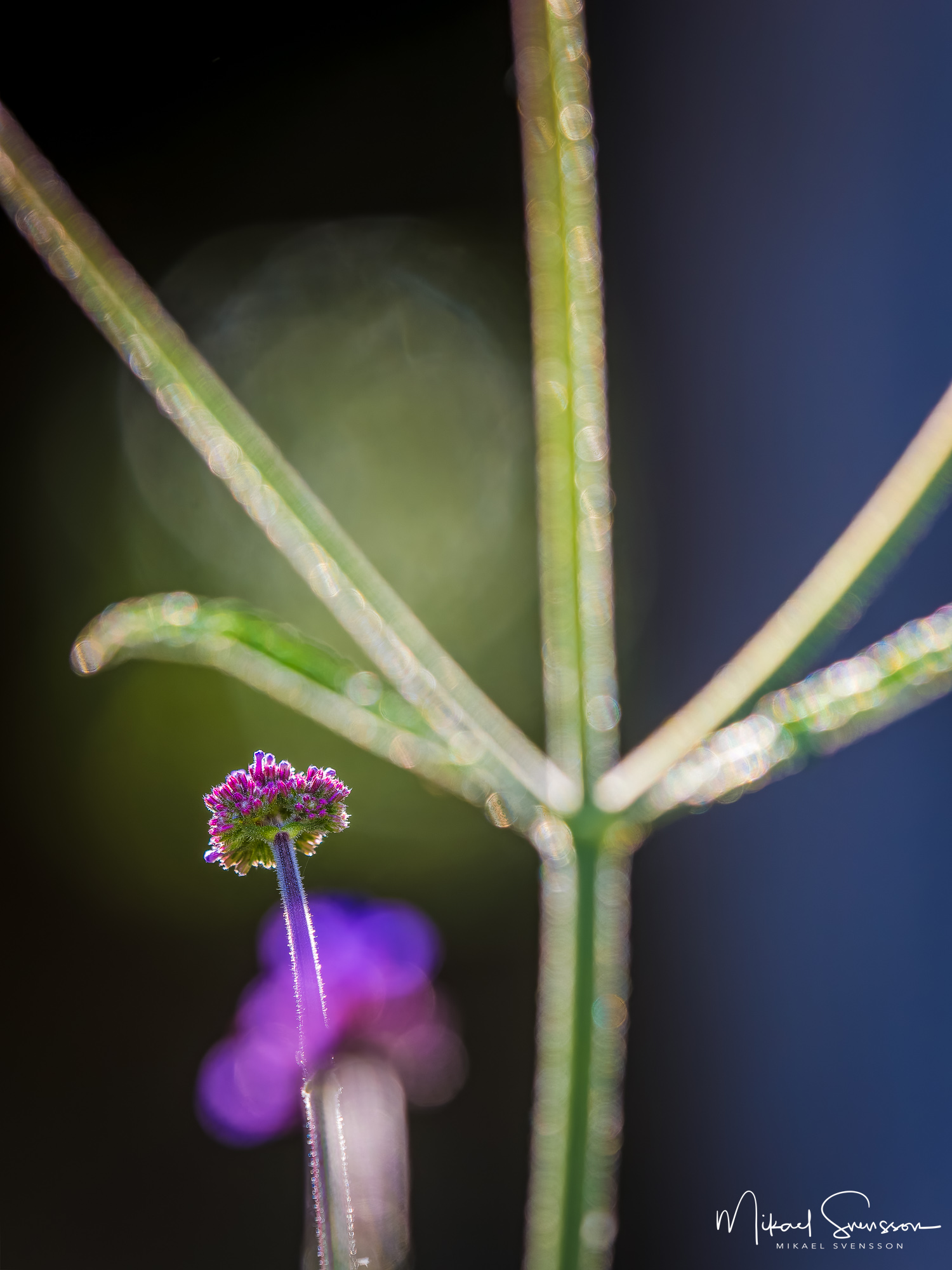 Blomma vid Fallebokvarn, Oskarshamn kommun