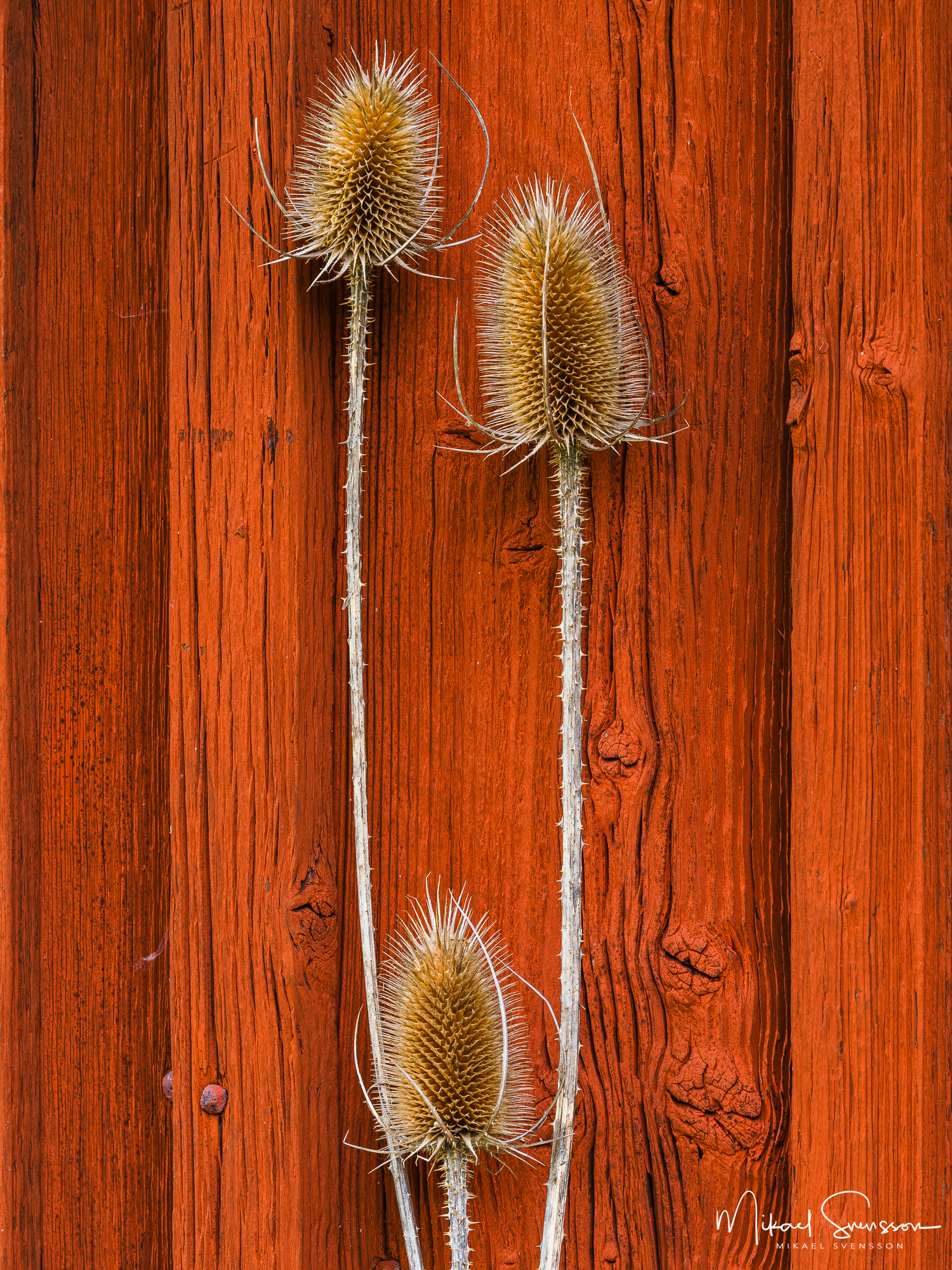 Utblommade blommor mot röd husväg vid Fallebokvarn, Oskarshamn kommun