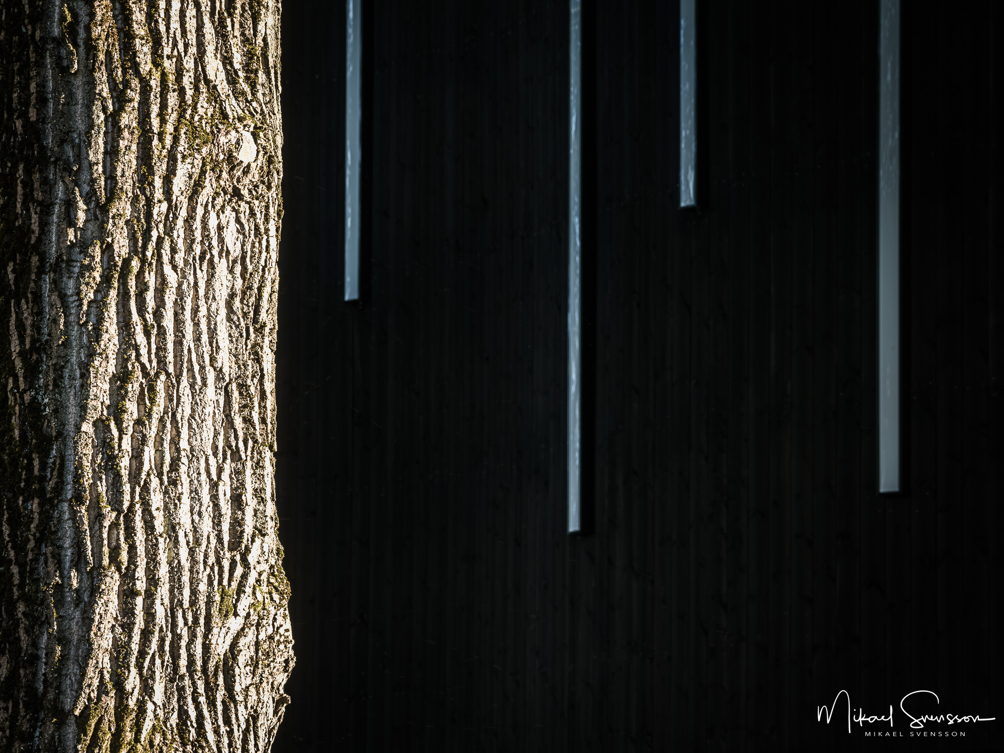 Träd framför fasaden på Lundbyskolans sporthall, Hisingen.