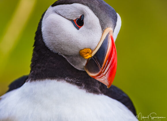 Lunnefågel på Runde, Møre og Romsdal, Norge.