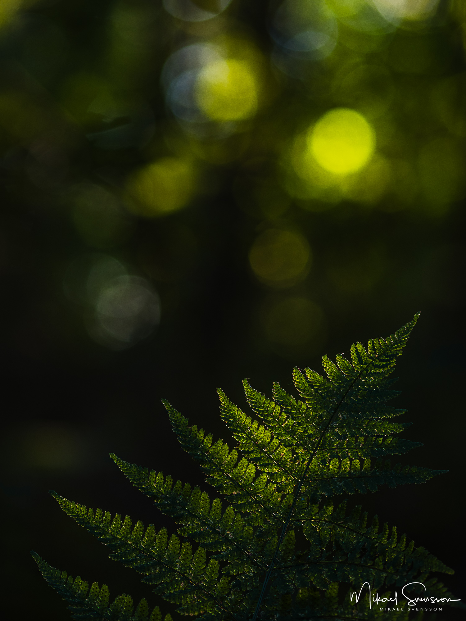 Ormbunke på Arödberget, Hisingen. Arödsberget eller Tingstadfjället som det också kallas ligger mellan Brunnsbo, Backa och Aröd och är ett stort bergsområde med vandringsleder, utsiktsplatser och en gammal fornborg.