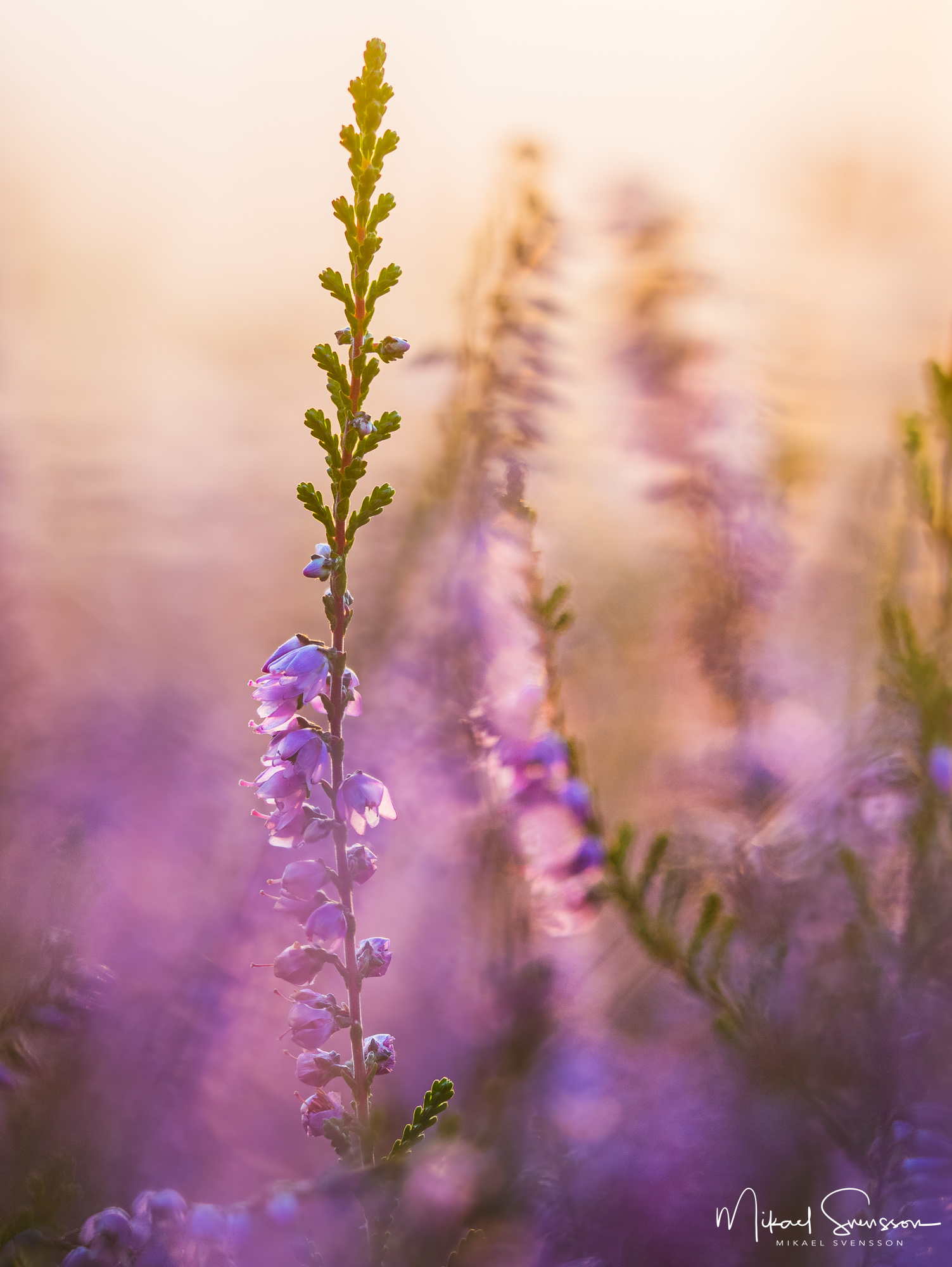 Blommande ljus i kvällsljus vid Stora Vette, Hisingen.