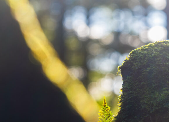 Bräken blad vid Helsjön, Marks kommun.