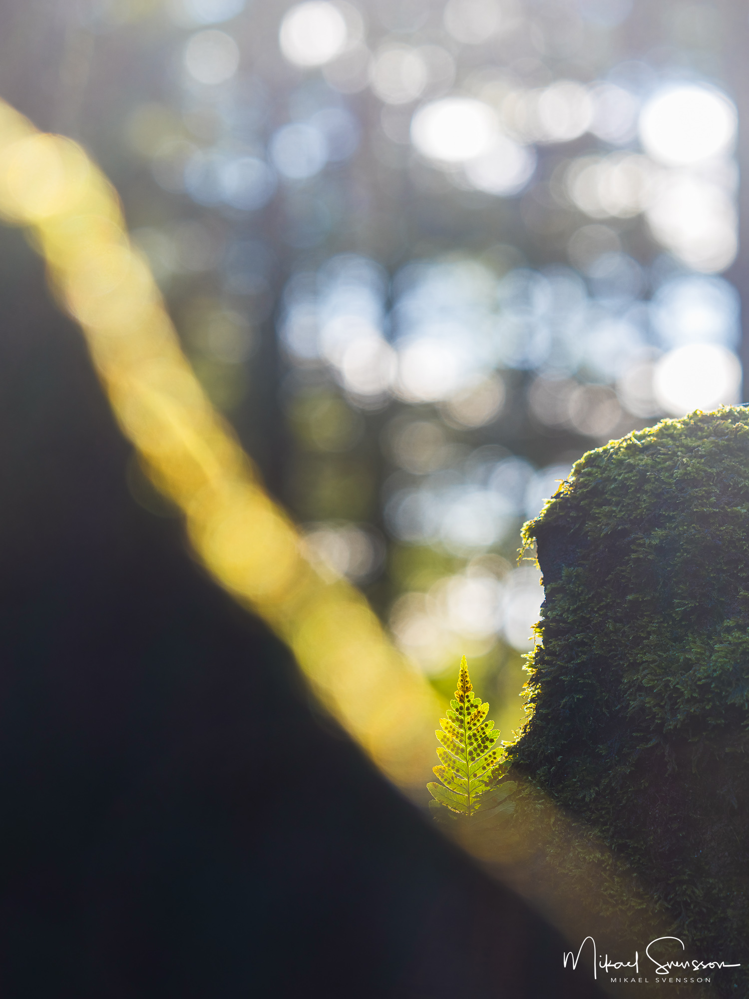 Bräken blad vid Helsjön, Marks kommun.