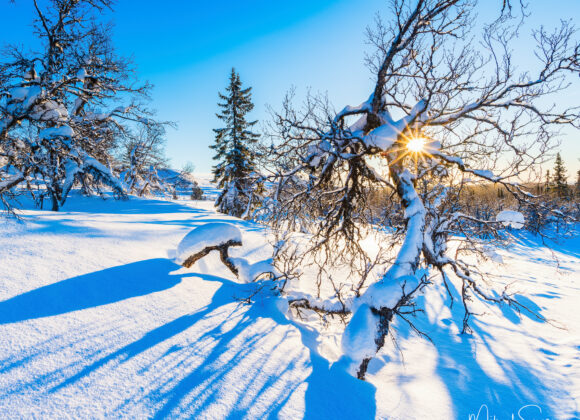 En av mina bilder finns med i boken Grövelsjön och Långfjället – naturhistoria och människor
