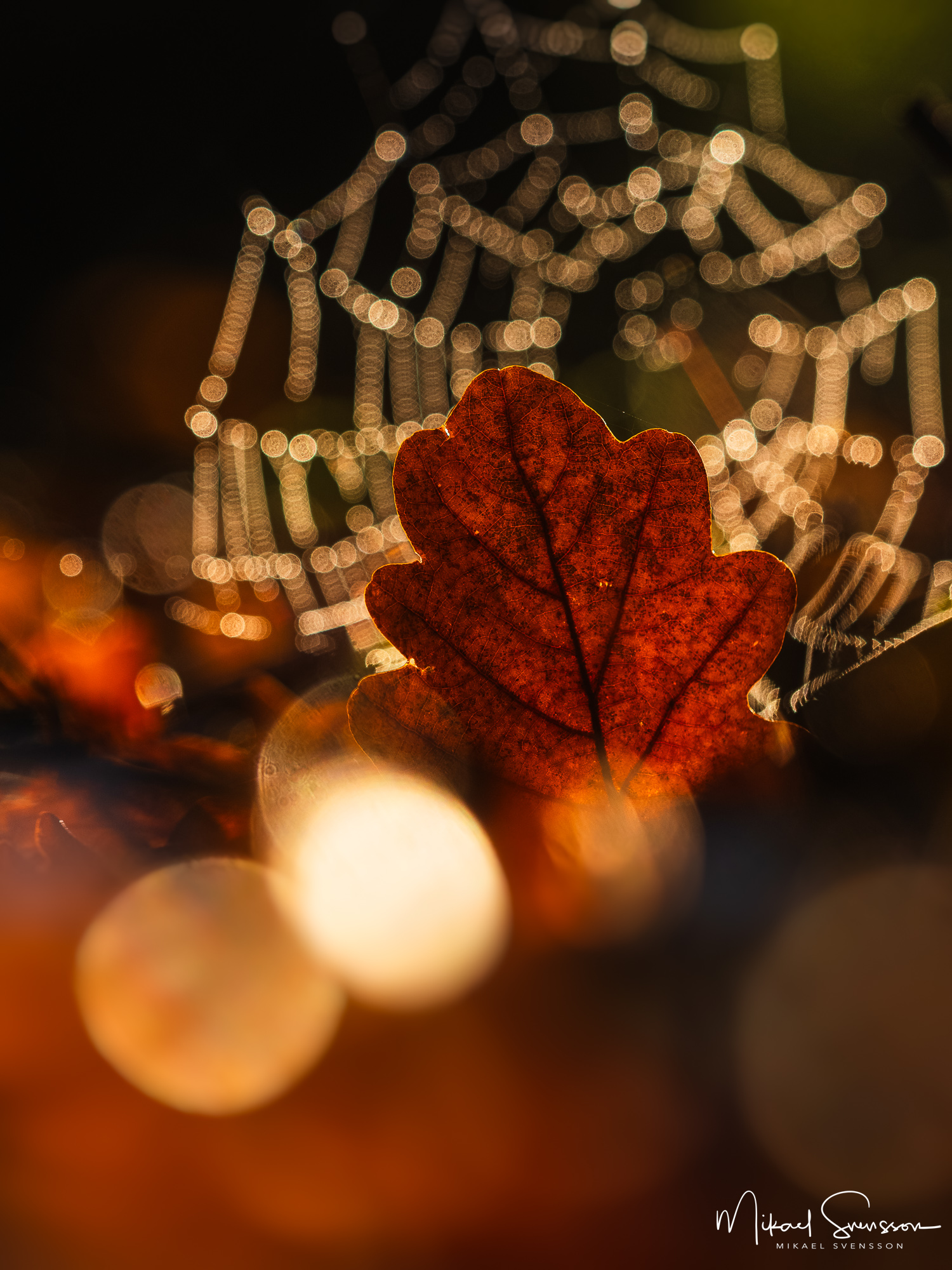 Höst löv framför spindelnät i Rådasjöns naturreservat. Bildid 241016143