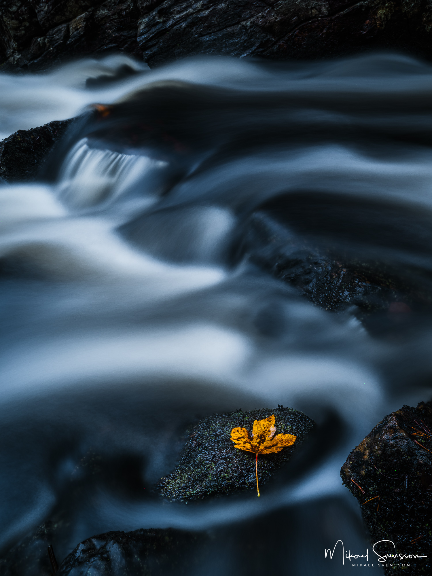 Höstlöv vid Mölndalsån, Kvarnberget i Härryda kommun.