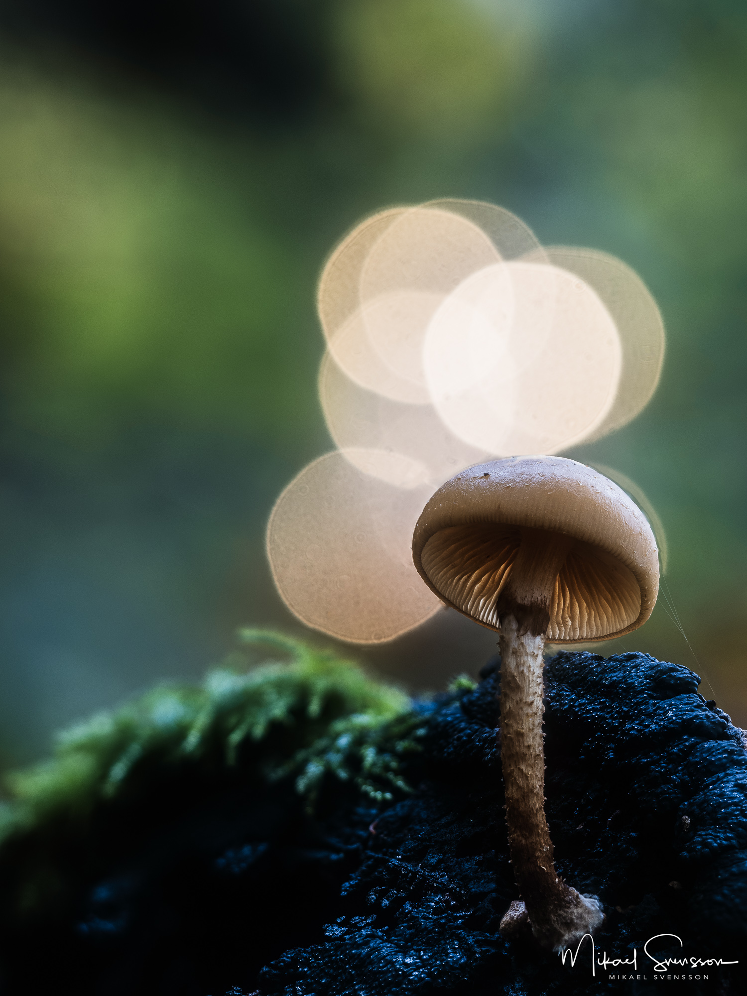 Svamp vid Ramberget, Hisingen.