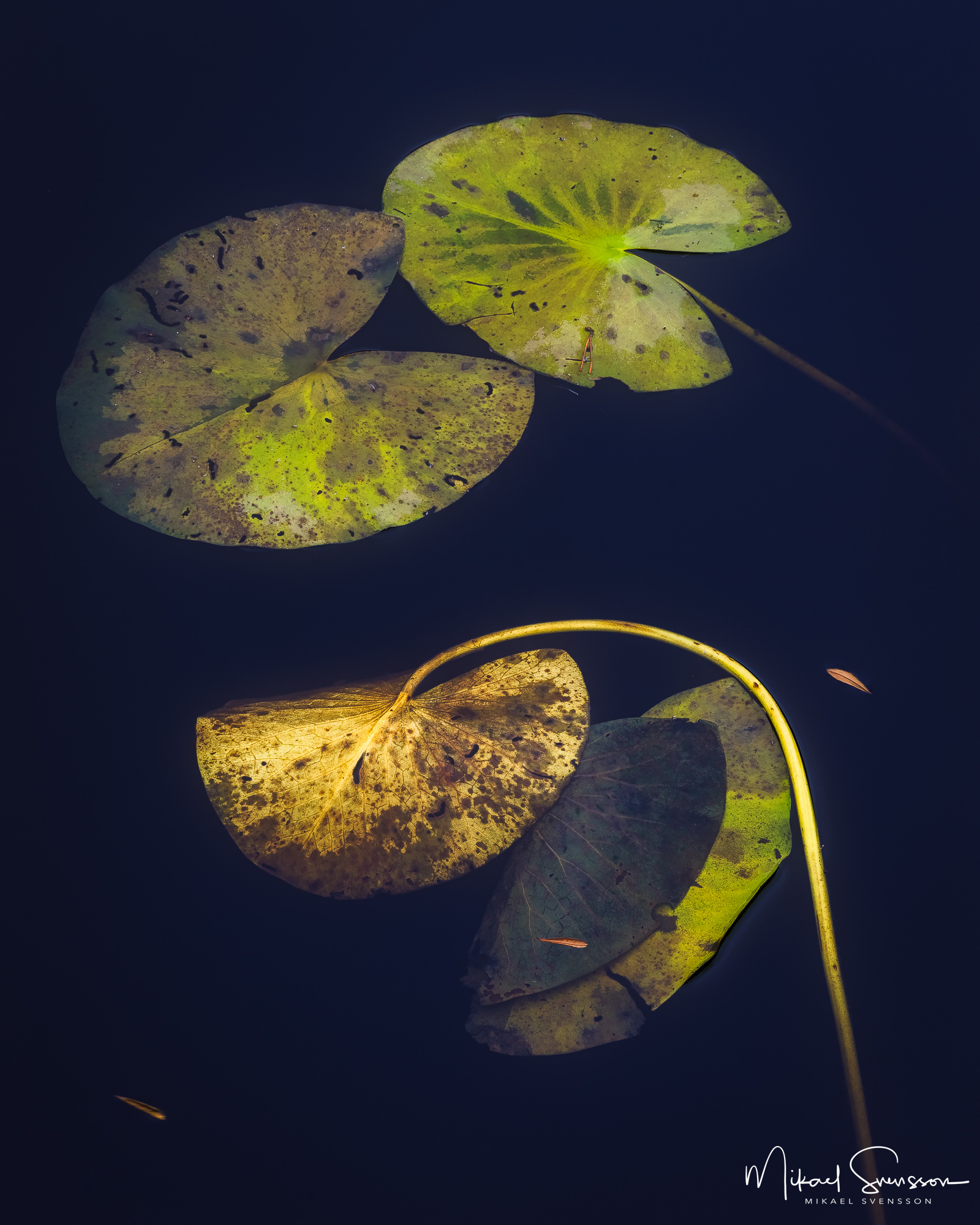 Näckrosblad i Ecklasjön, Partille kommun