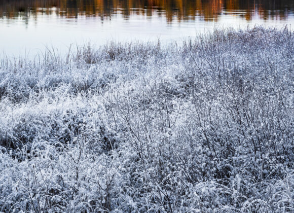 Rimfrost vid Stora Delsjön under soluppgång.