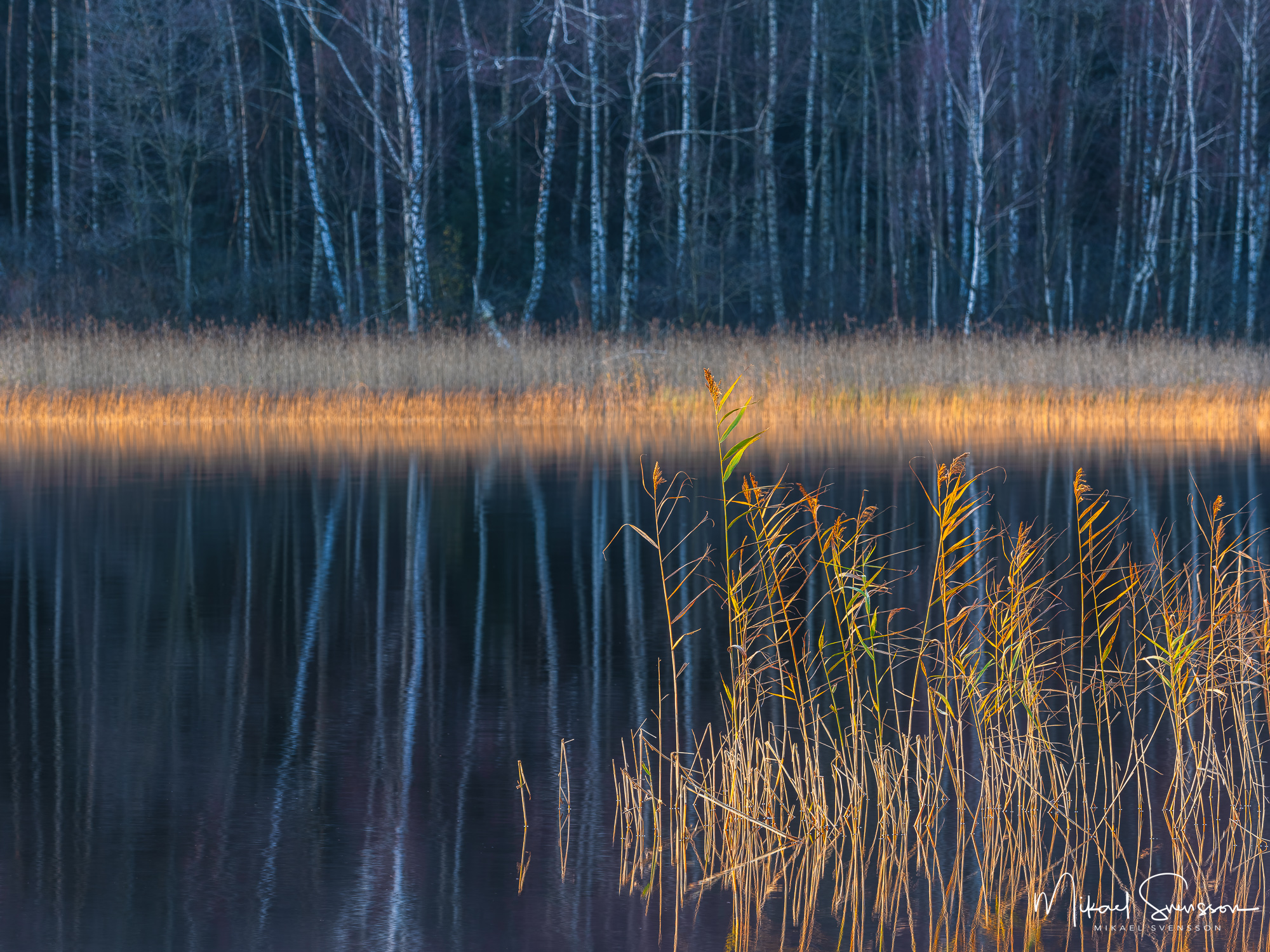 Vass i Rådasjön, Härryda kommun.