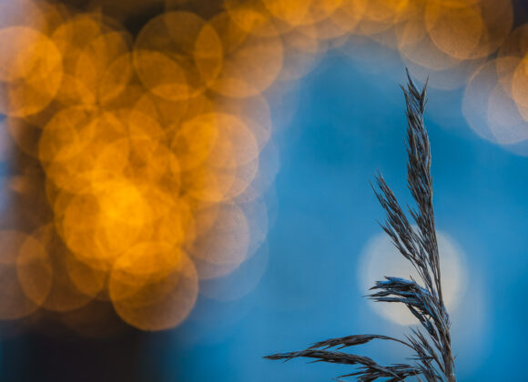 Vasstrå framför träd med belysning vid Råda säteri, Mölnlycke.