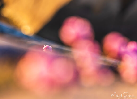 Blommande trift vid Stora Amundön, Göteborg.