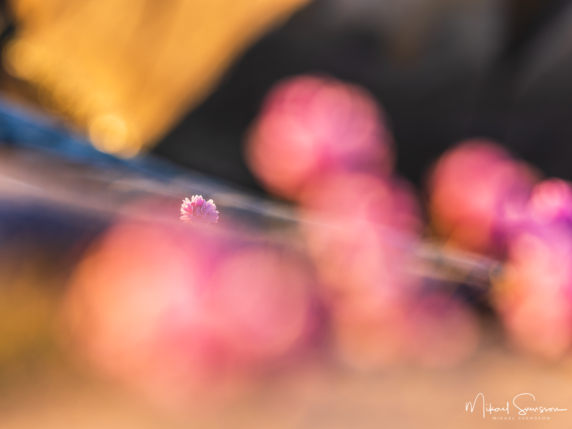 Blommande trift vid Stora Amundön, Göteborg.