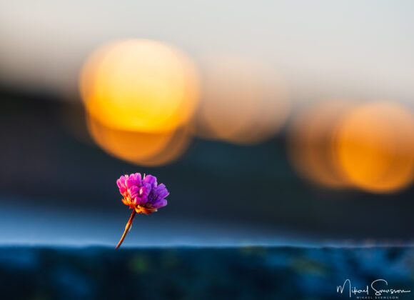 Trift fotograferad i solnedgång vid Lerkil, Kungsbacka kommun. Trift (Armeria maritima) finns vildväxande i kustområden på norra halvklotet. (wikipedia)