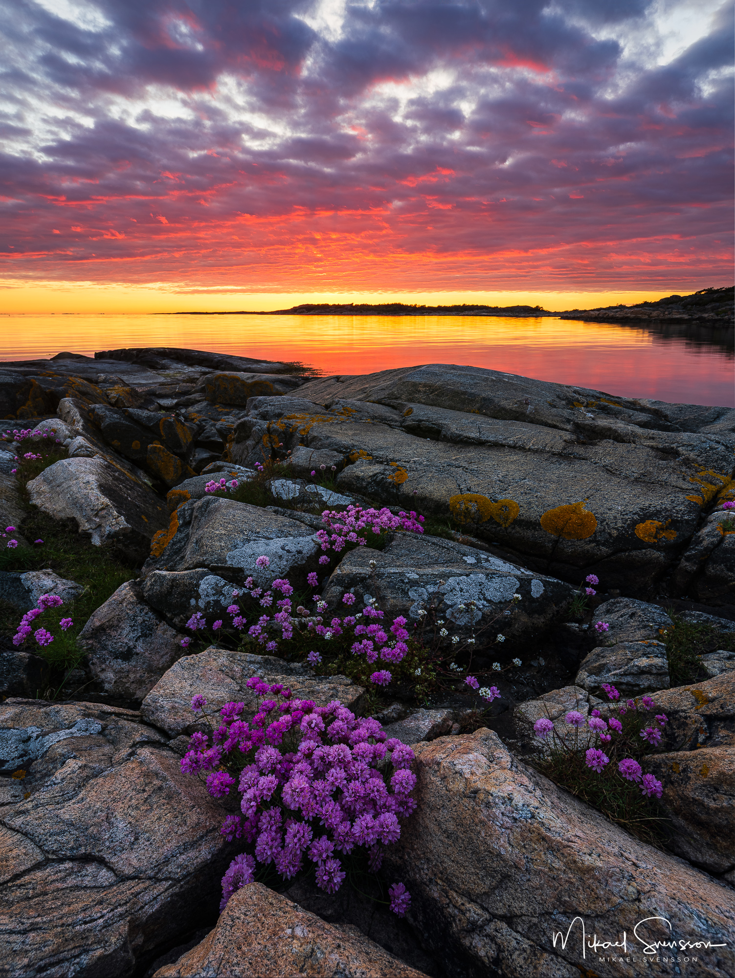 Särö Västerskog Naturreservat, Kungsbacka kommun Trift i solnedgång vid Särö Västerskog naturreservat, Kungsbacka kommun.