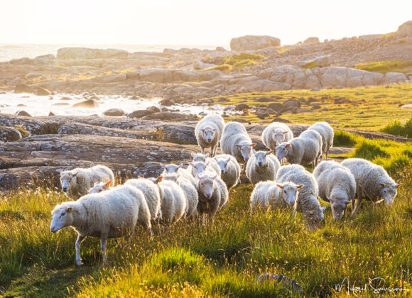 Får hjord vid Steninge, Halmstads kommun
