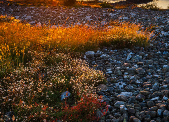Gamla Köpstad naturreservat, Varbergs kommun.