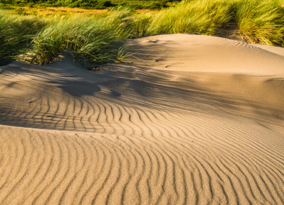 Sanddyner vid Grimsholmen naturreservat, Falkenbergs kommun.