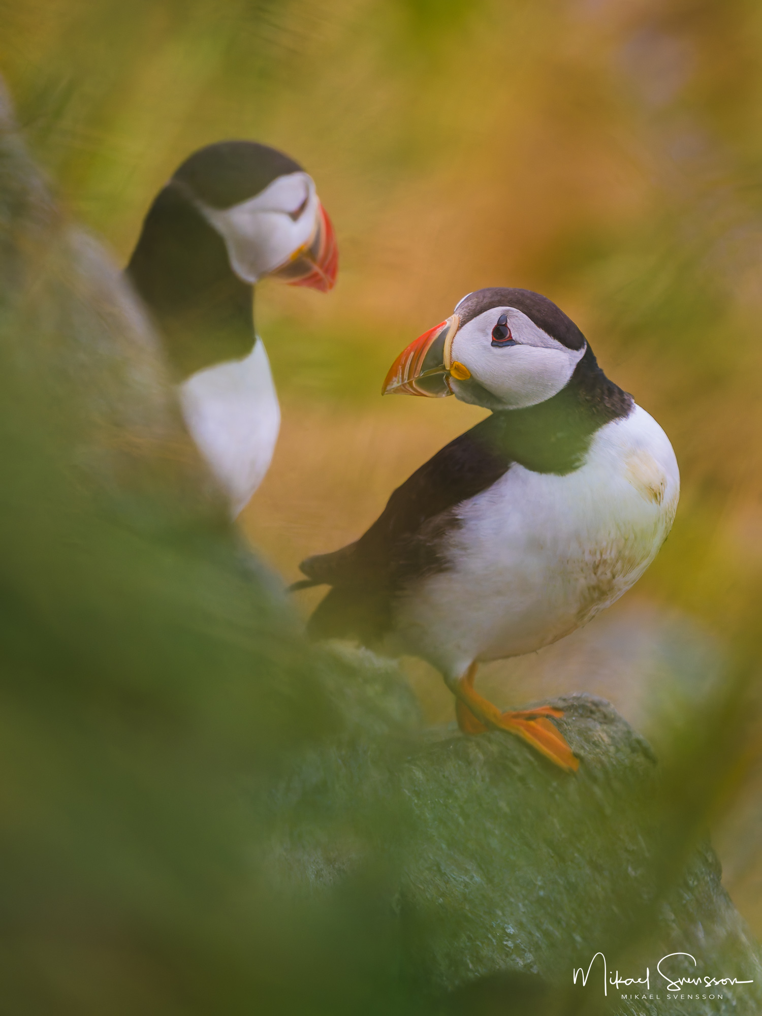 Lunnefågar vid Runde, Møre og Romsdal fylke, Norge.