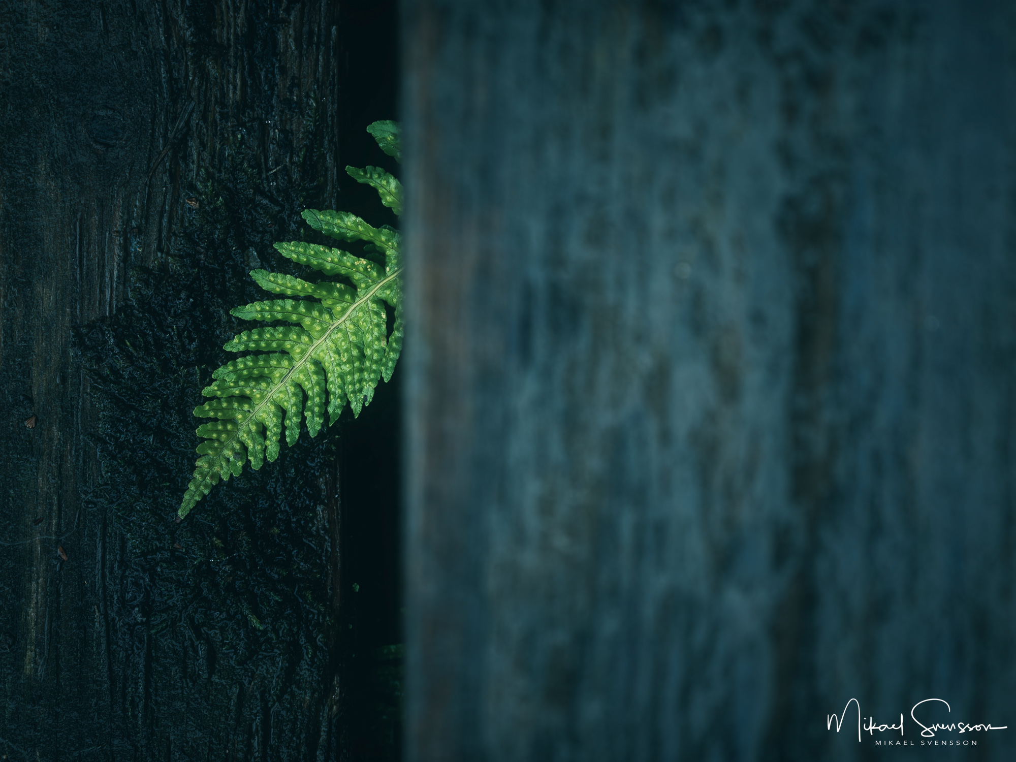 Ormbunksblad på Valderøy, Møre og Romsdal, Norge