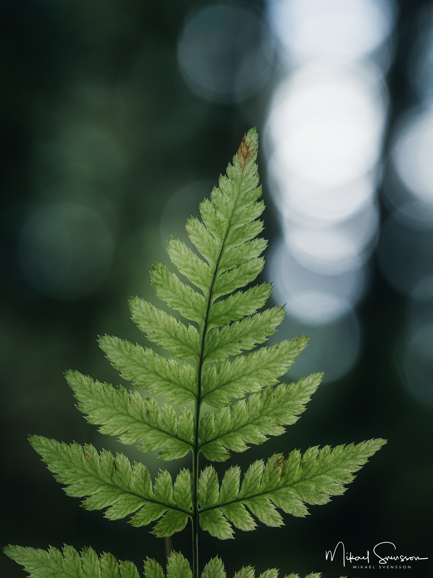 Ormbunksblad i Herkulesskogen, Mölndal