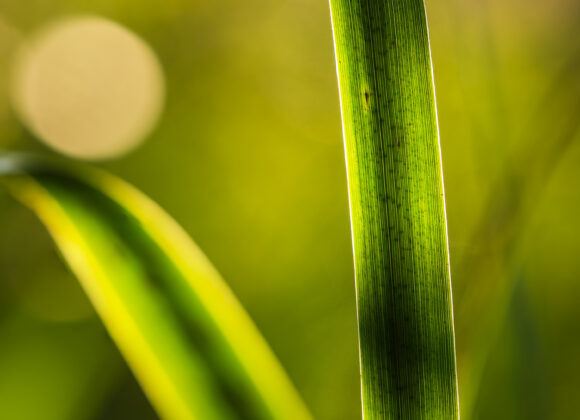 Risbohult naturresevat, Härryda kommun