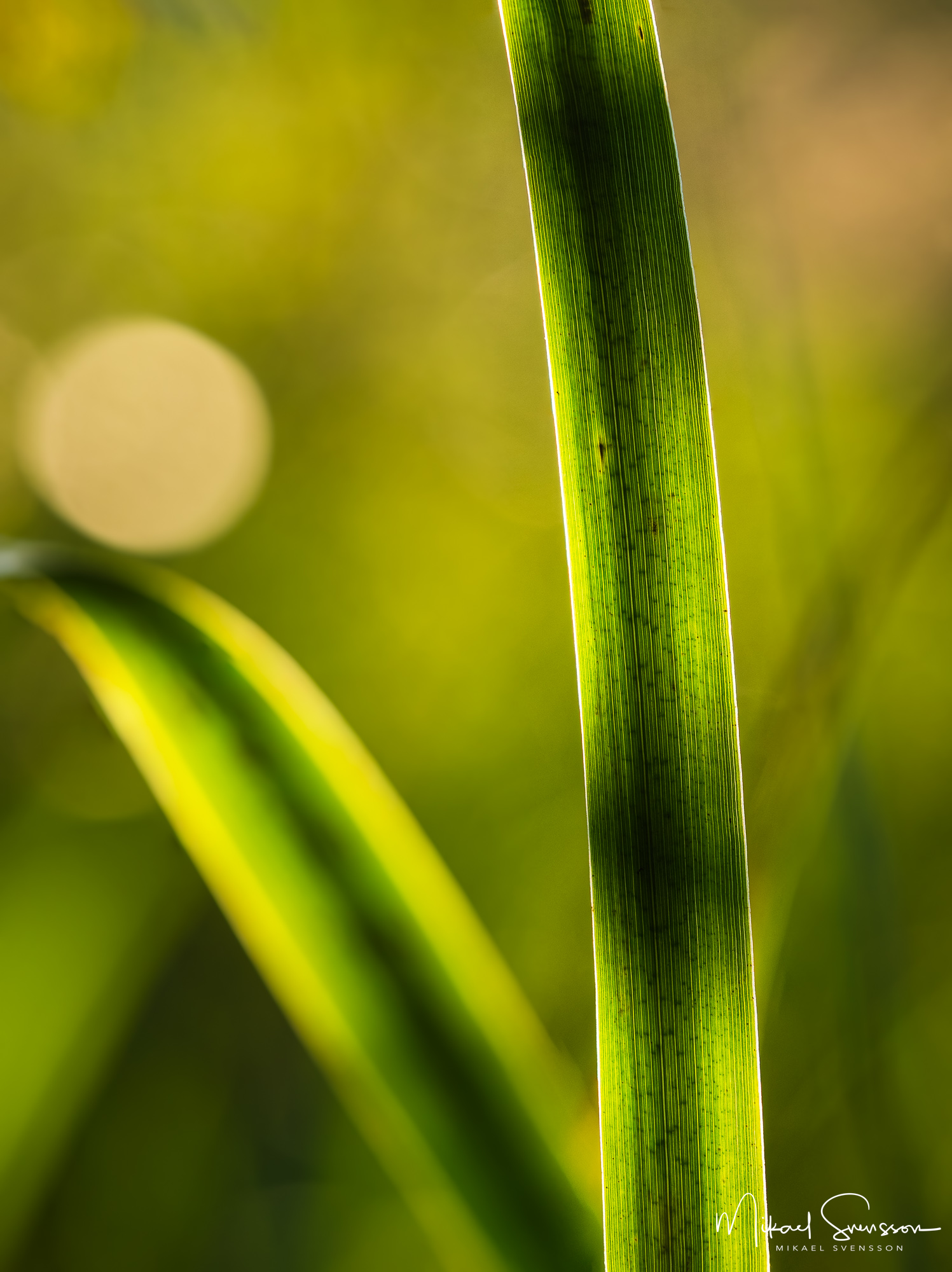 Risbohult naturresevat, Härryda kommun
