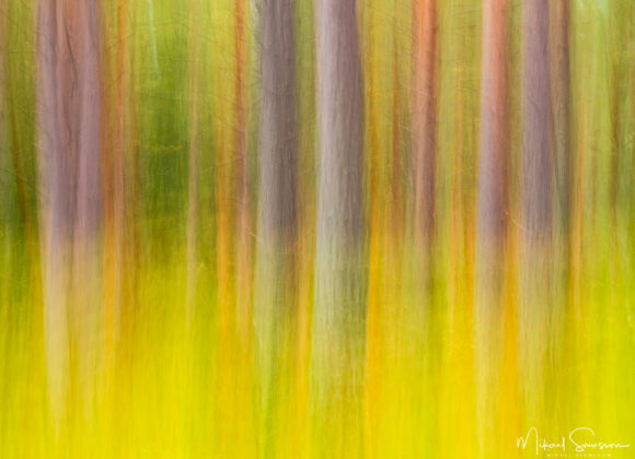Abstrakt skog utanför Bersbo, Åtvidabergs kommun.