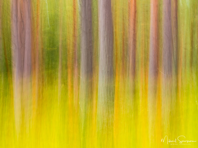 Abstrakt skog utanför Bersbo, Åtvidabergs kommun.