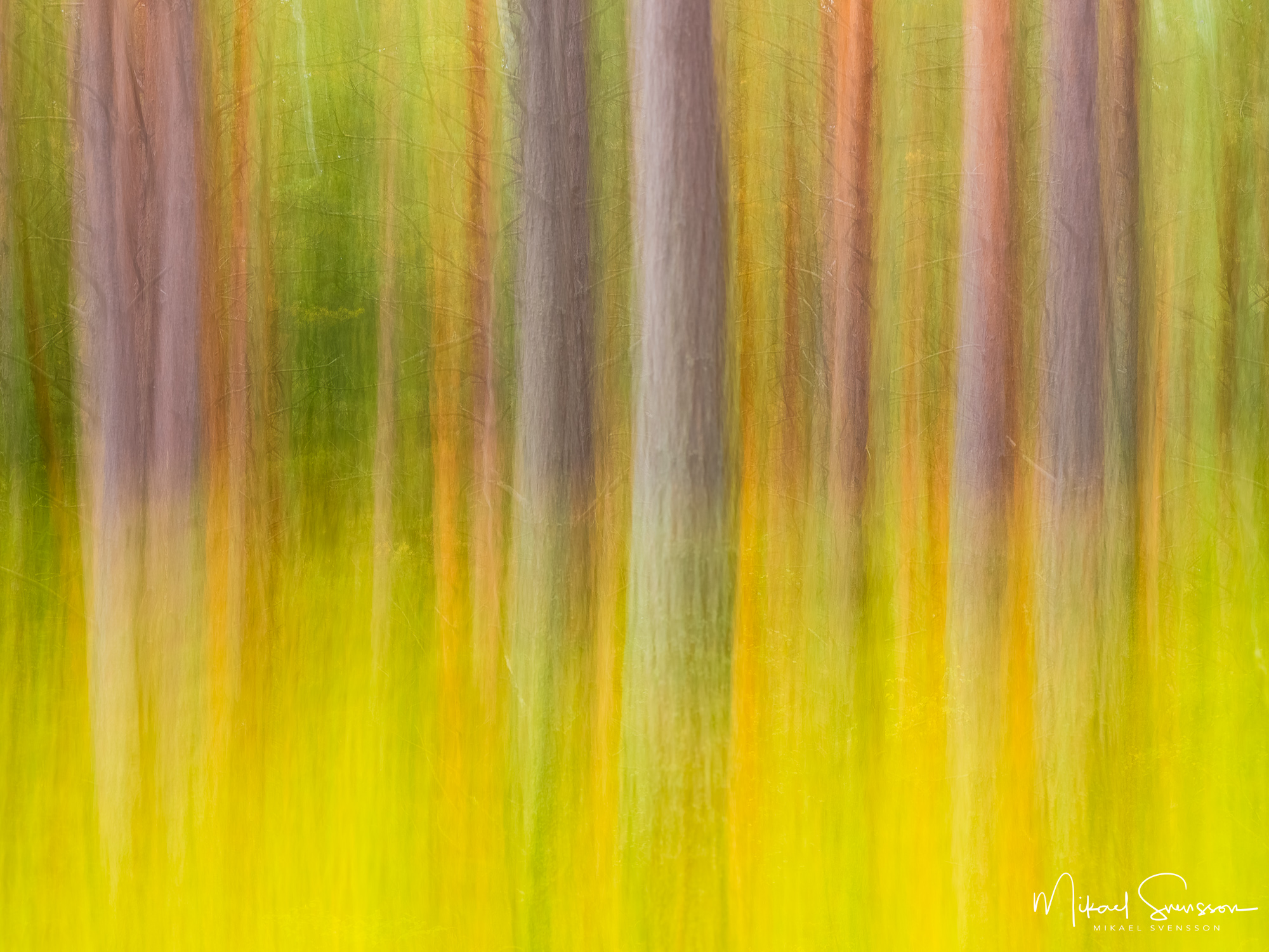 Abstrakt skog utanför Bersbo, Åtvidabergs kommun.