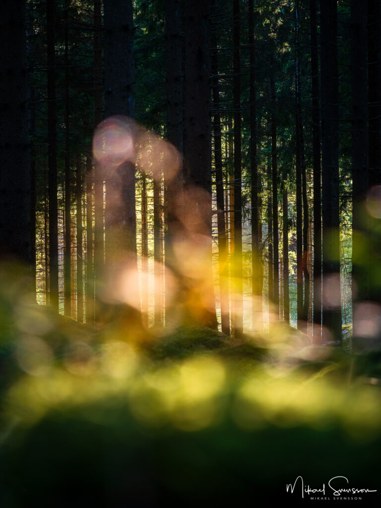 skog-svartedalen-250904715-Edit-Edit