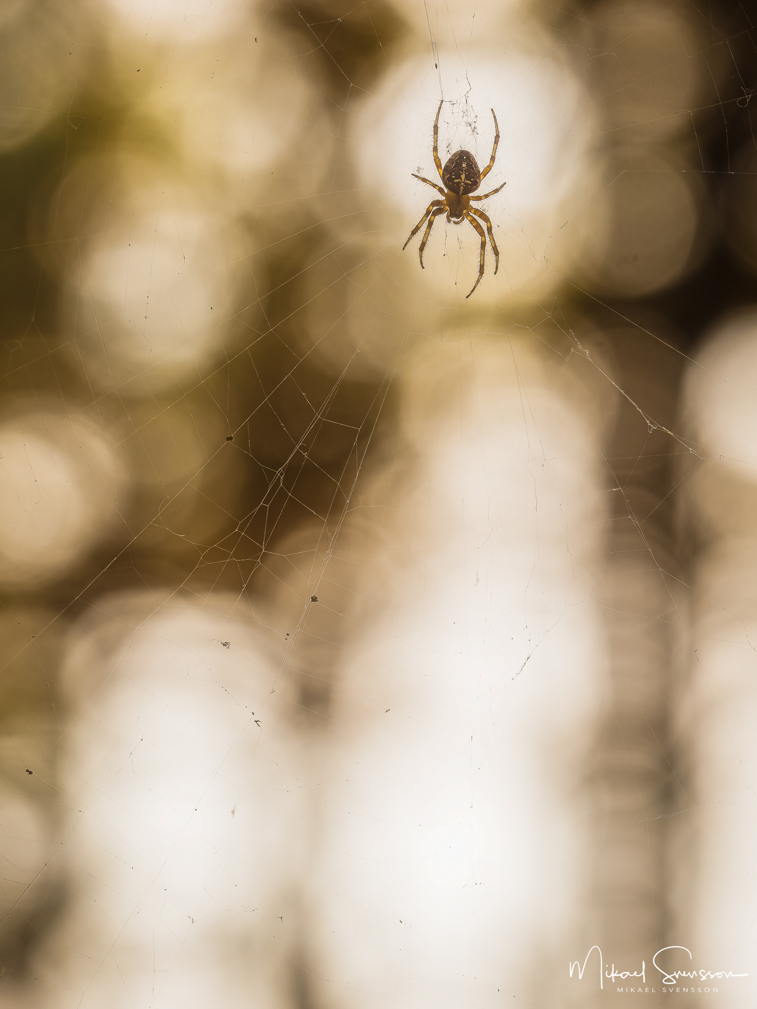 Spindel i Vesslunda naturreservat i kvällsljus