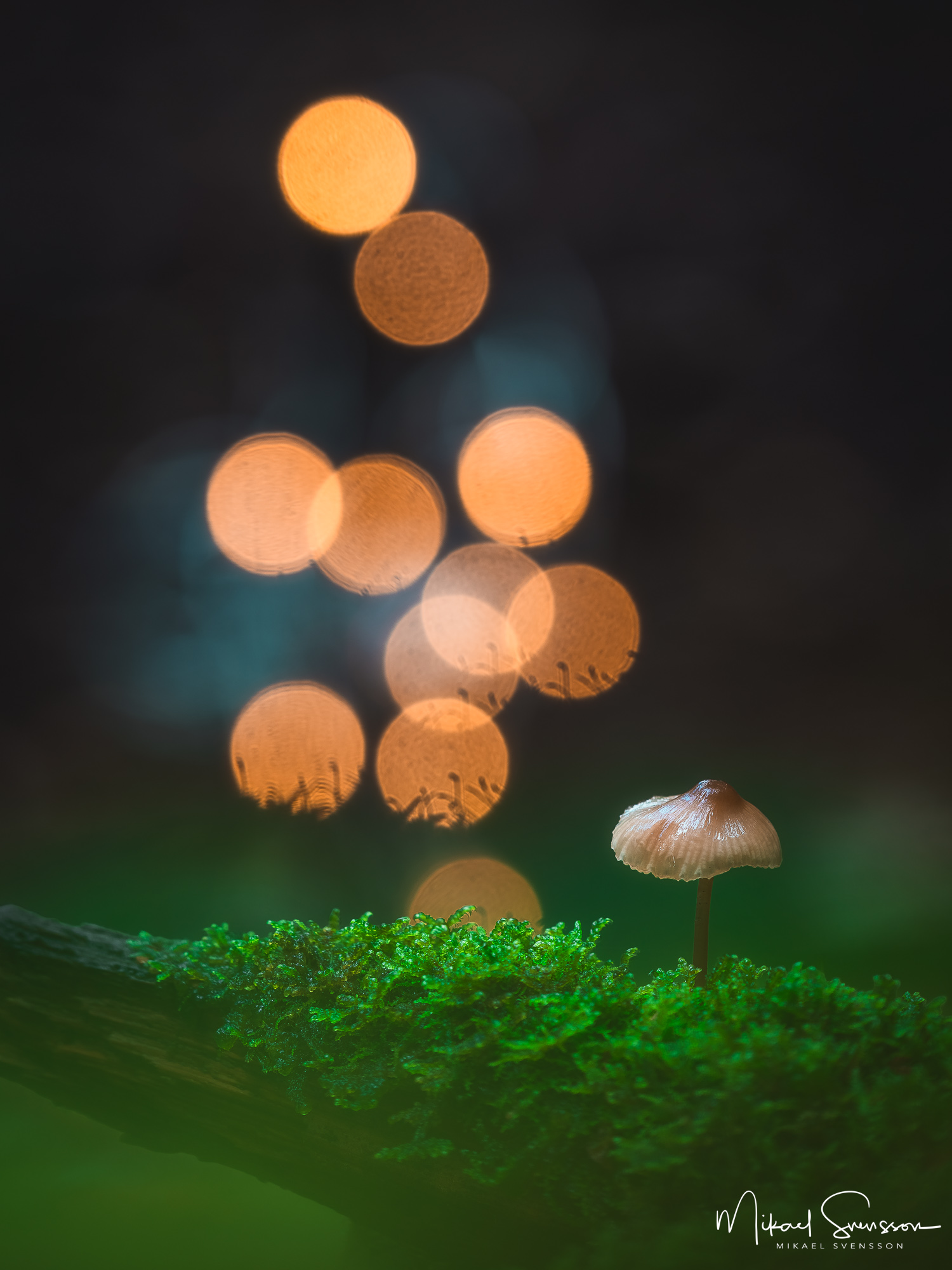 Svamp i Bråtaskogens naturreservat, Härryda kommun.