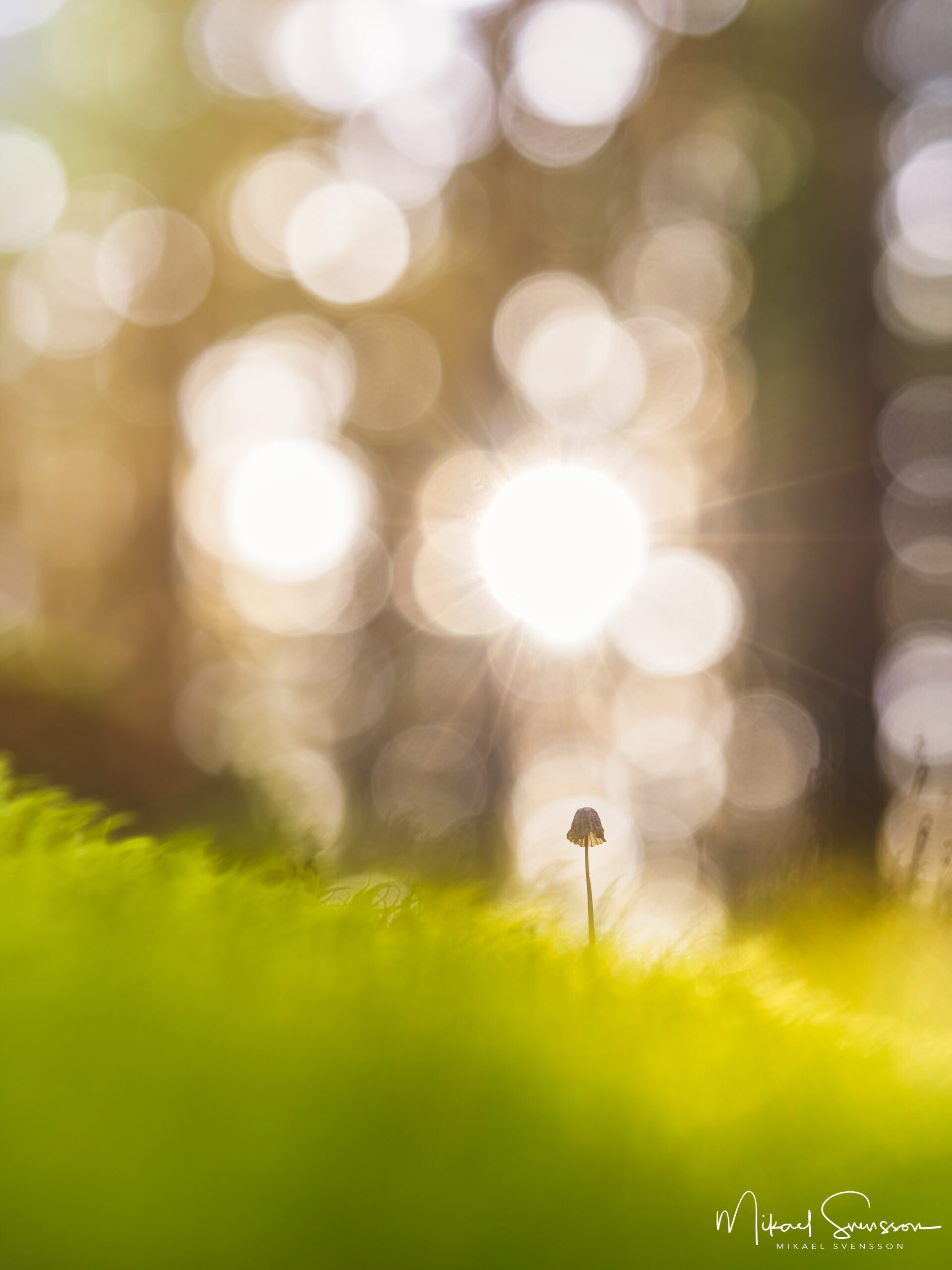 Svartedalen, Kungälvs kommun.
