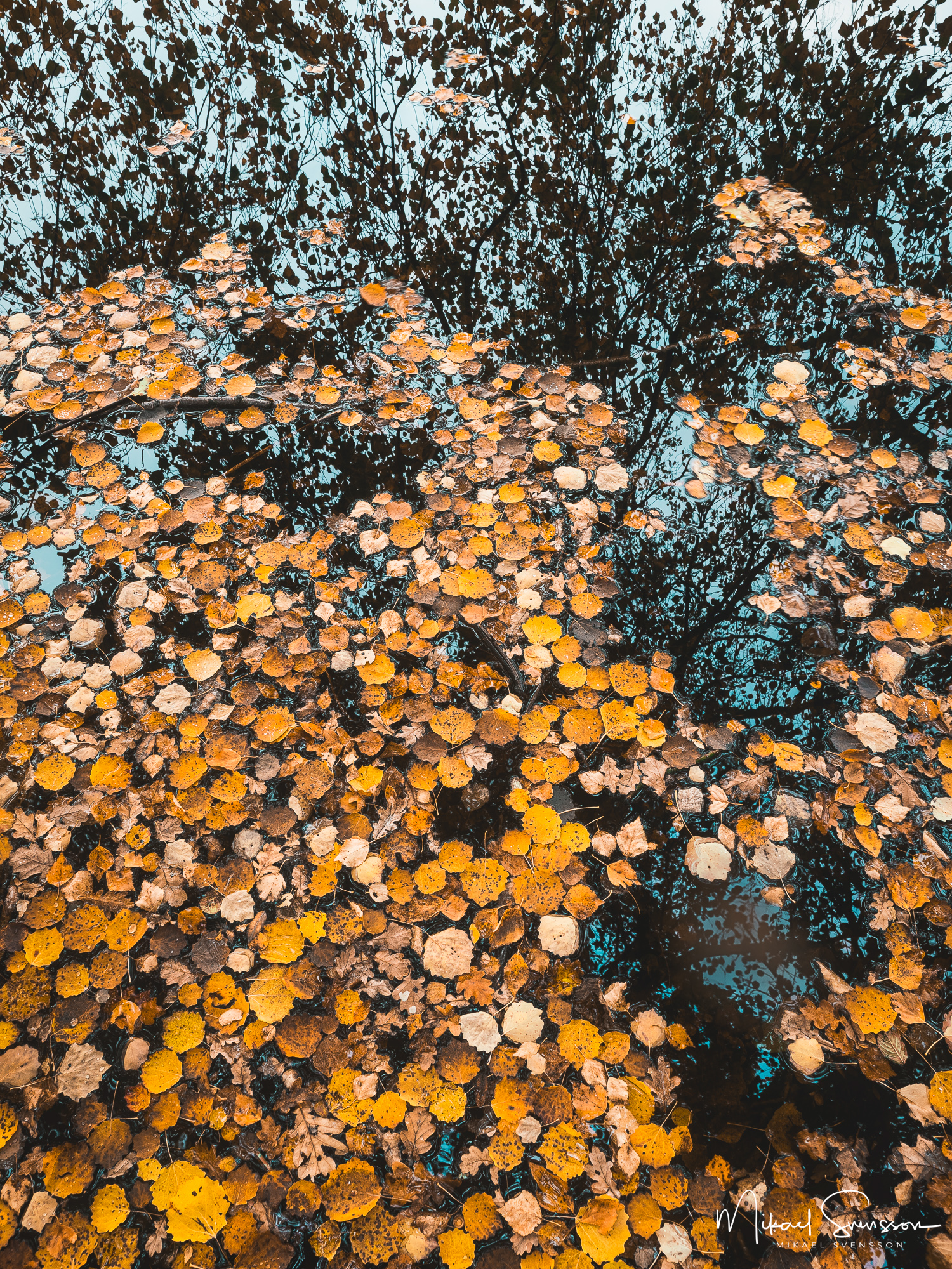 Höst vid Ståloppet i Mölndal